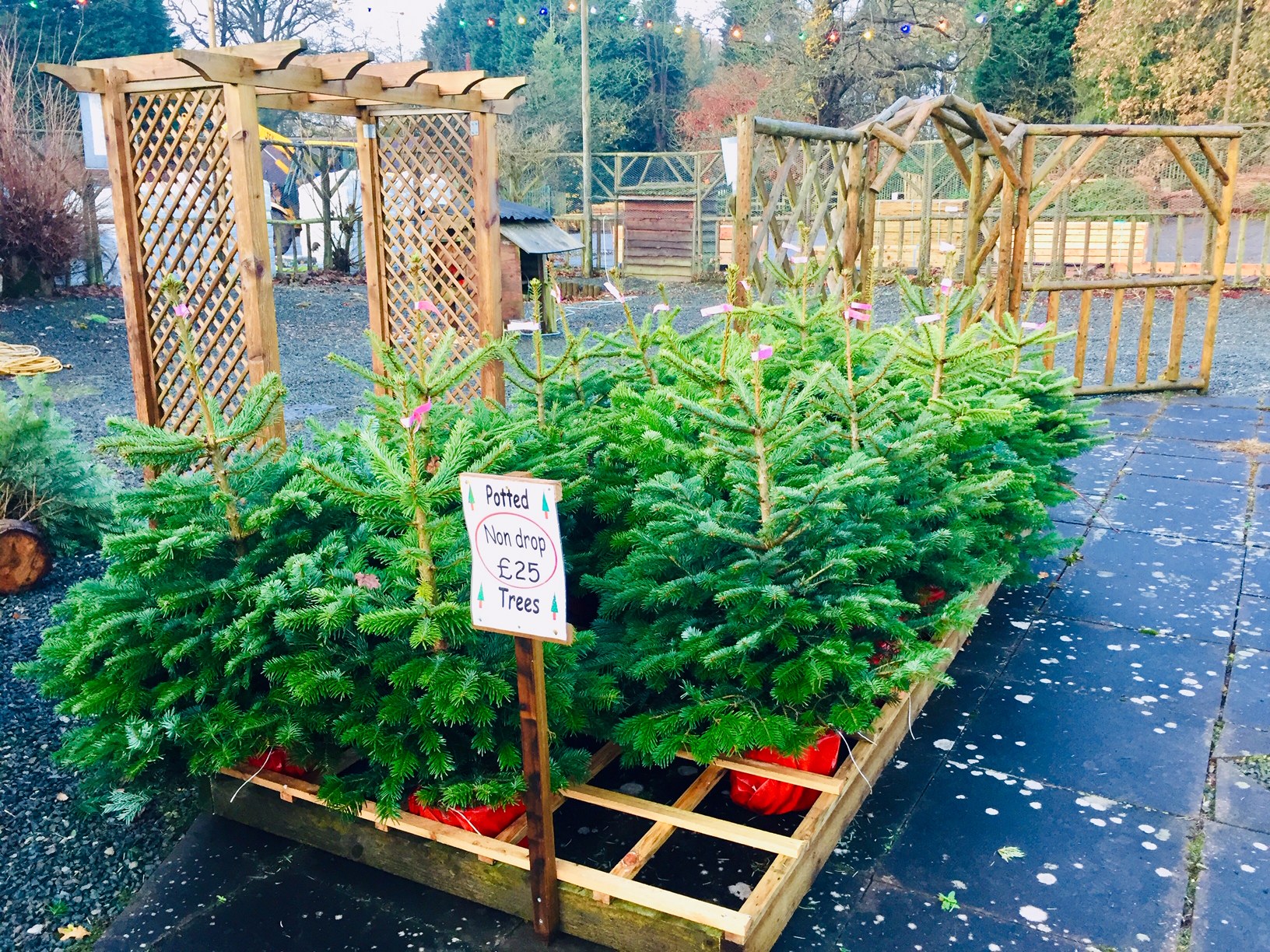 Caring for Your Christmas Tree Weston Sawmill